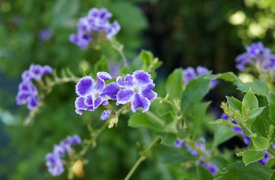 Flores de Duranta repens