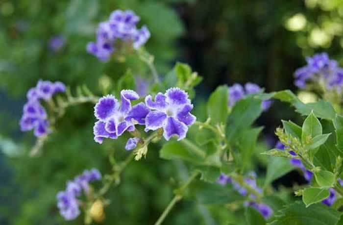 flores de duranta repens