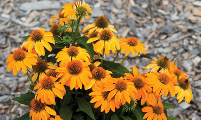 Flores de Echinacea naranja Flores de Echinacea naranja
