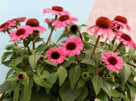 Flores de Echinacea rosa