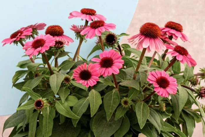 Flores de Echinacea rosa Flores de Echinacea rosa