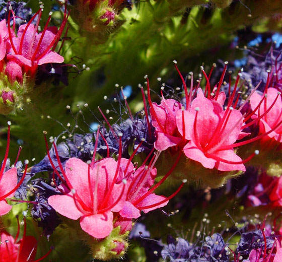 Flores de Echium wildpretii, el Tajinaste rojo