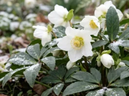Flores de eléboro de color blanco