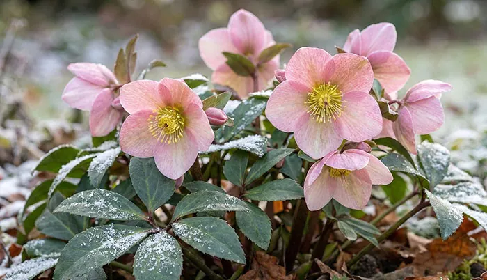 Flores de eléboro de color rosa