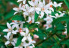 Flores de Eriostemon myoporoides