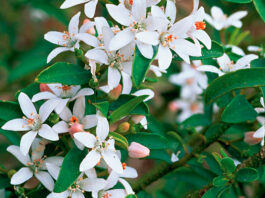 Flores de Eriostemon myoporoides