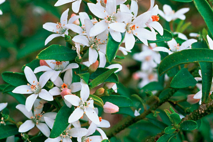 Flores de Eriostemon myoporoides