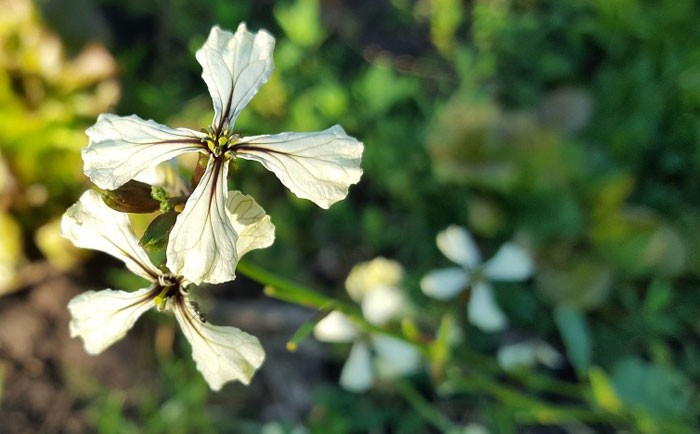 Flores de Eruca sativa