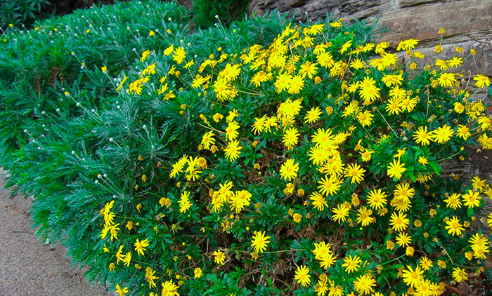 Flores de Euryops pectinatus