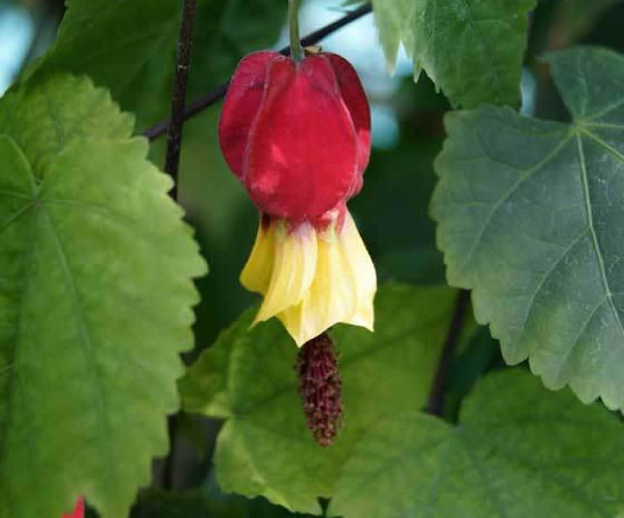 flores de farolillo chino