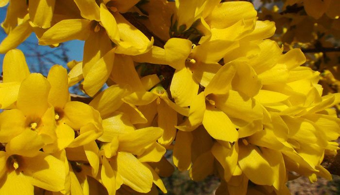 Forsythia x intermedia