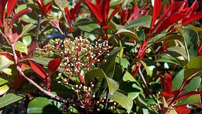 Flores de Fotinia