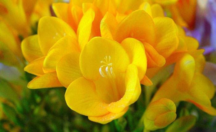 Flores de Freesia amarillas