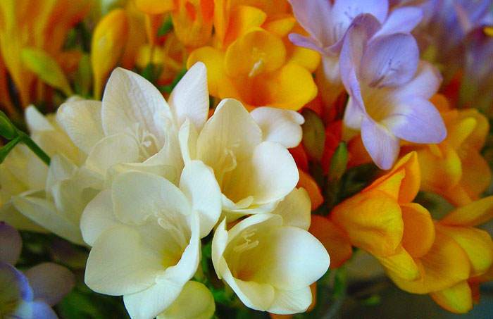 Flores de Freesia blancas