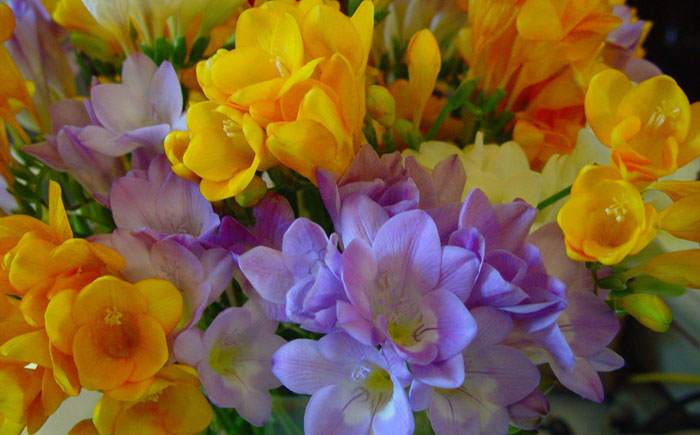 Freesia hybrida | Revista de Flores, Plantas, Jardinería, Paisajismo y  Medio ambiente