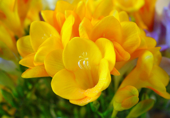 Flores de Fresias amarillas | Revista de Flores, Plantas, Jardinería,  Paisajismo y Medio ambiente