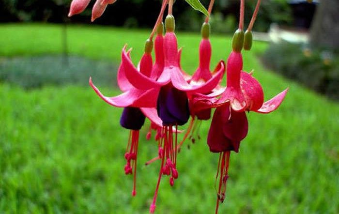 Flores de Fuchsia hybrida