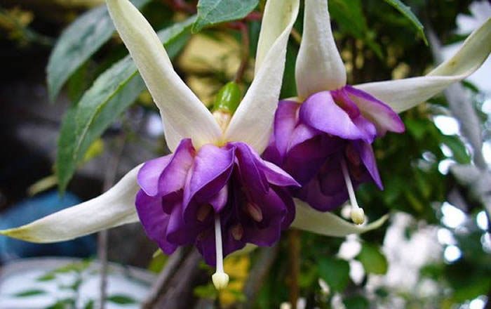 Flores de Fuchsia hybrida