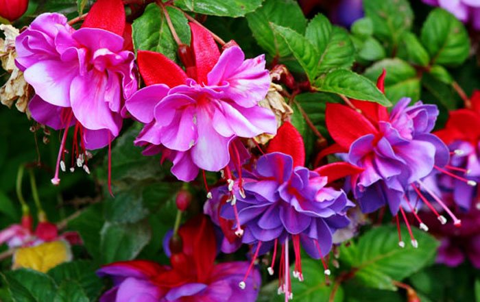 Flores de Fuchsia hybrida