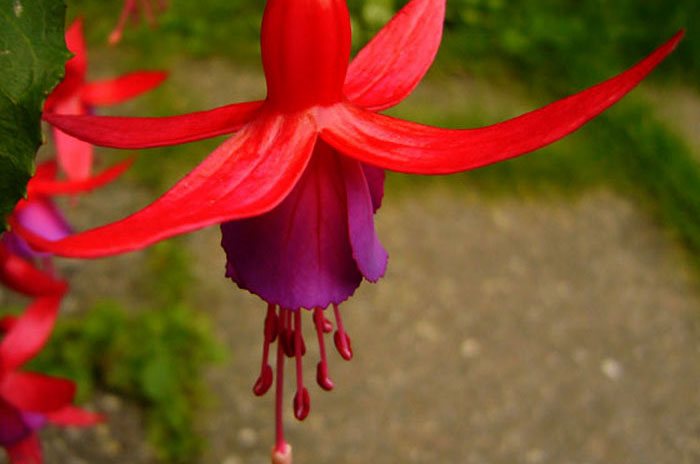 Flores de Fuchsia hybrida