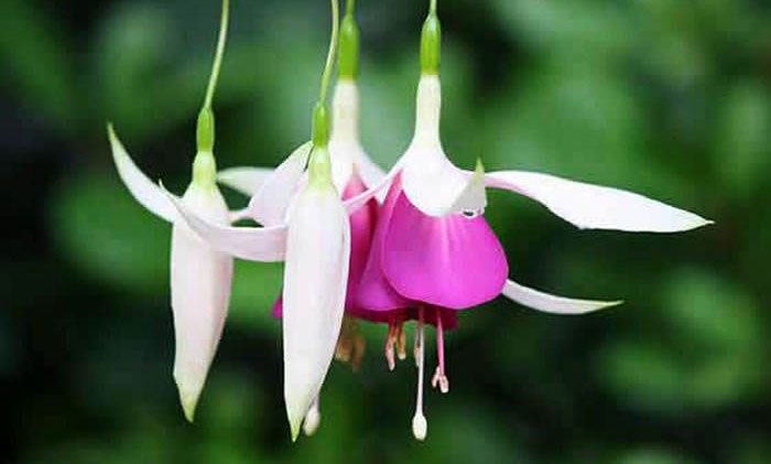 Flores de Fuchsia hybrida