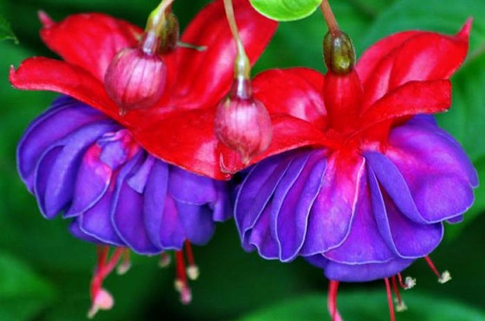 Flores de Fuchsia hybrida