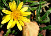 Flores de Dymondia margaretae