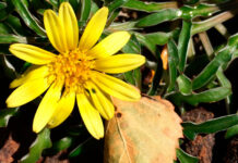 Flores de Dymondia margaretae
