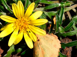 Flores de Dymondia margaretae