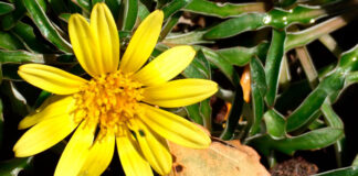 Flores de Dymondia margaretae
