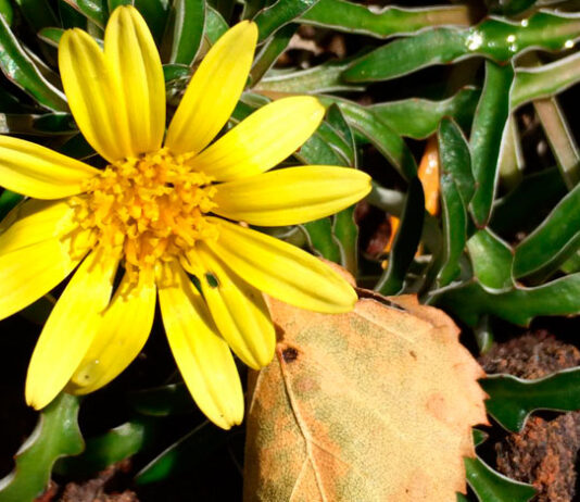 Flores de Dymondia margaretae