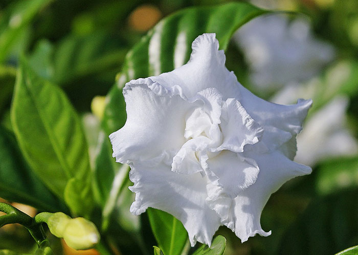 Flores de gardenia