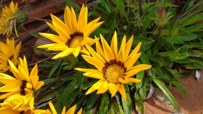 flores de gazania