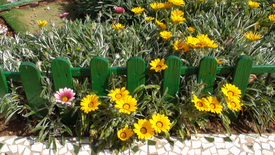 Flores de Gazania rigens