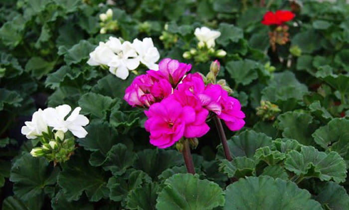 flores de geranio magenta y blancas