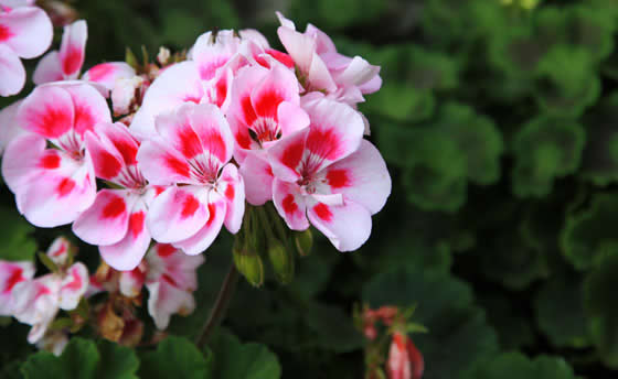 Flores de geranios