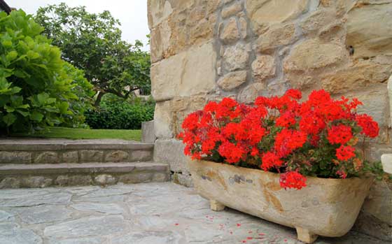 Geranios en primavera y sus cuidados