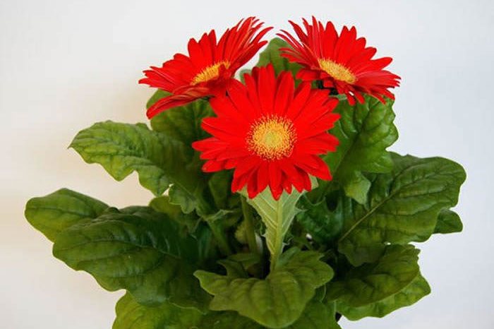 Flores de Gerbera híbrida