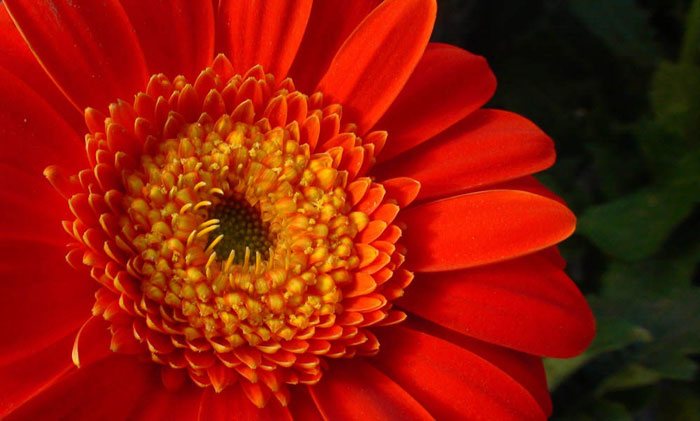 Flores de Gerbera híbrida