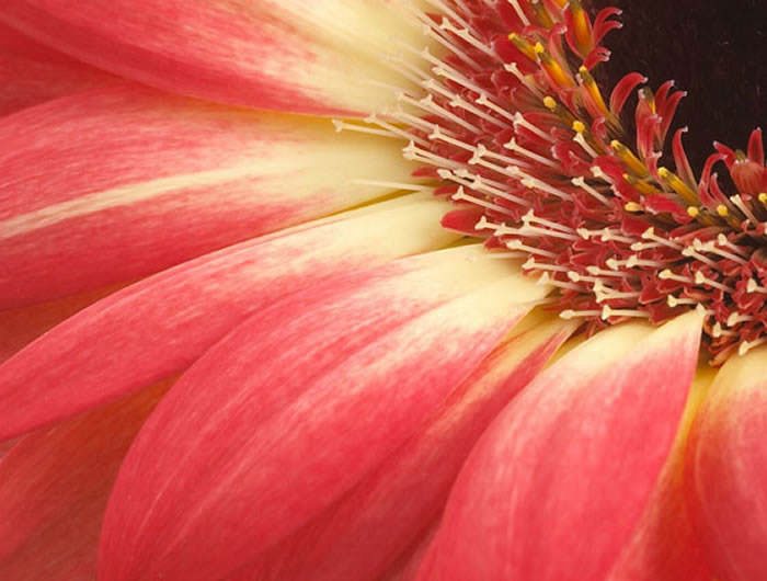 Flores de Gerbera híbrida