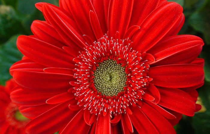 Flores de Gerbera híbrida