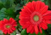 Flores de Gerbera híbrida