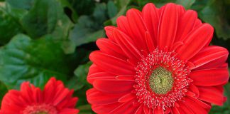 Flores de Gerbera híbrida