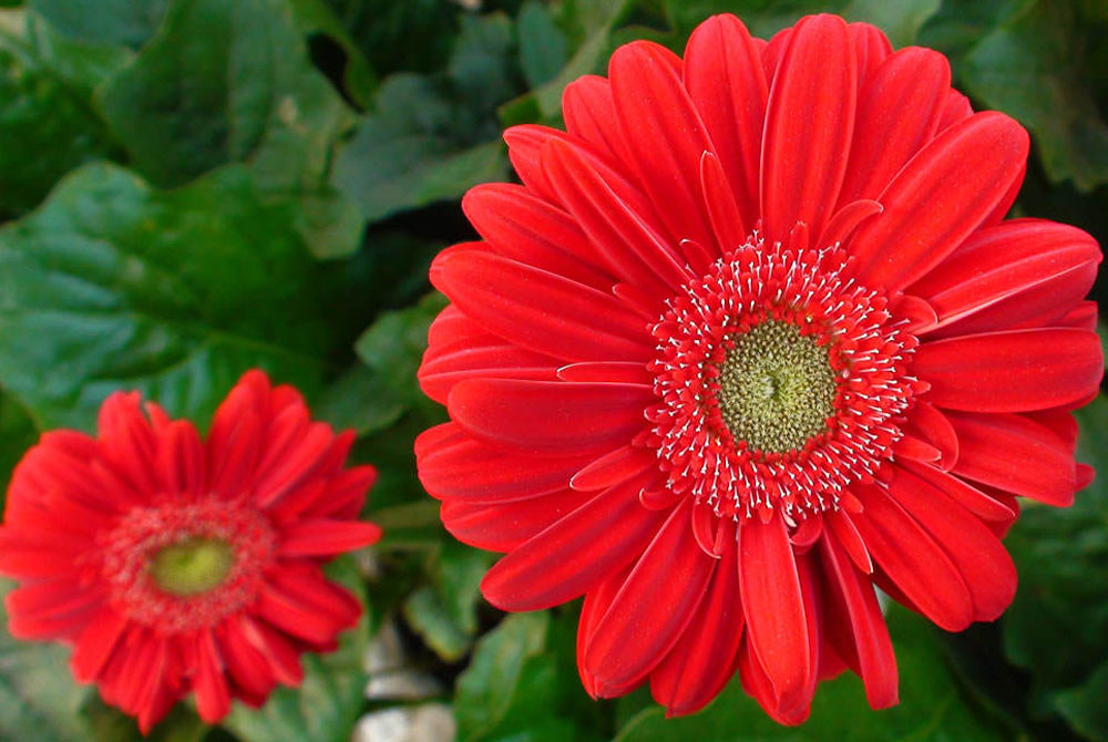 Flores de Gerbera híbrida