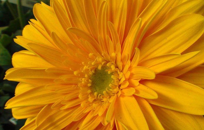 Flores de Gerbera híbrida