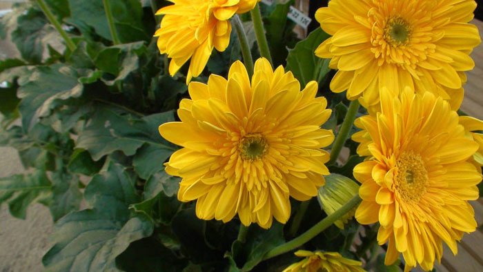 Flores de Gerbera híbrida