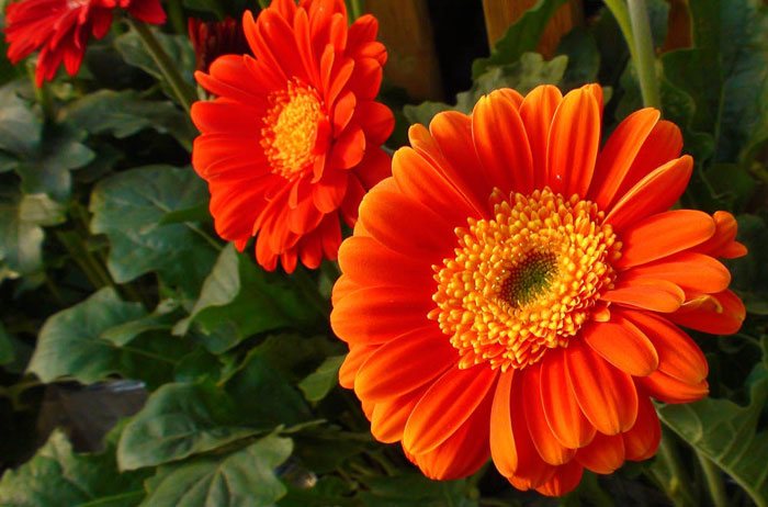 Flores de Gerbera híbrida