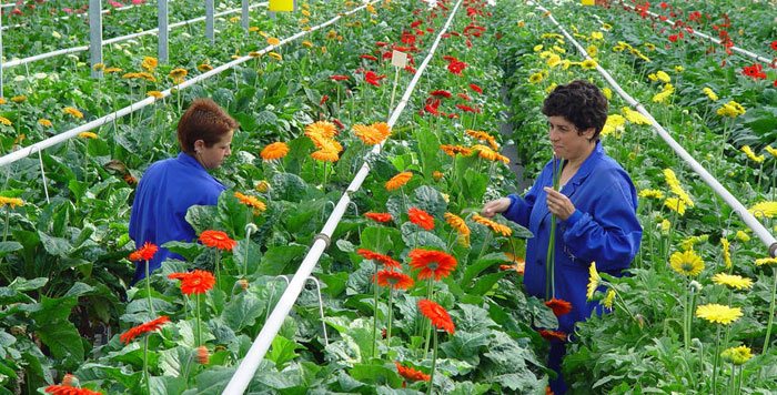 Flores de Gerbera híbrida