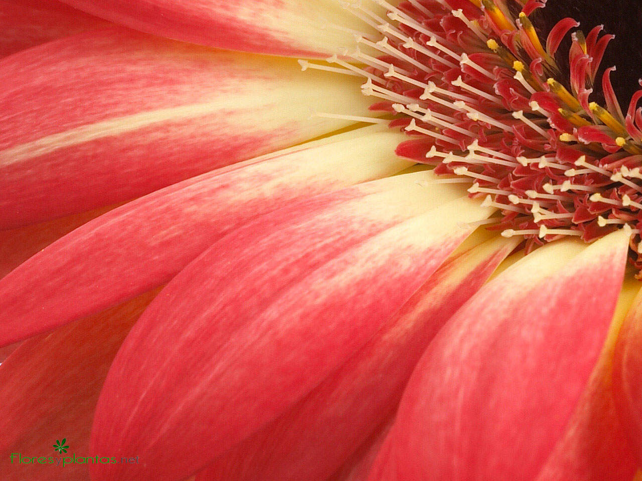 flores-de-gerbera-rosa-1280×800