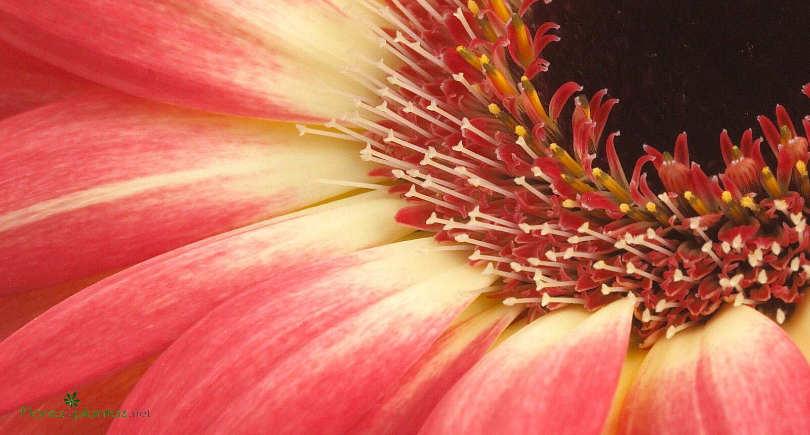 flores-de-gerbera-rosa-1600×860